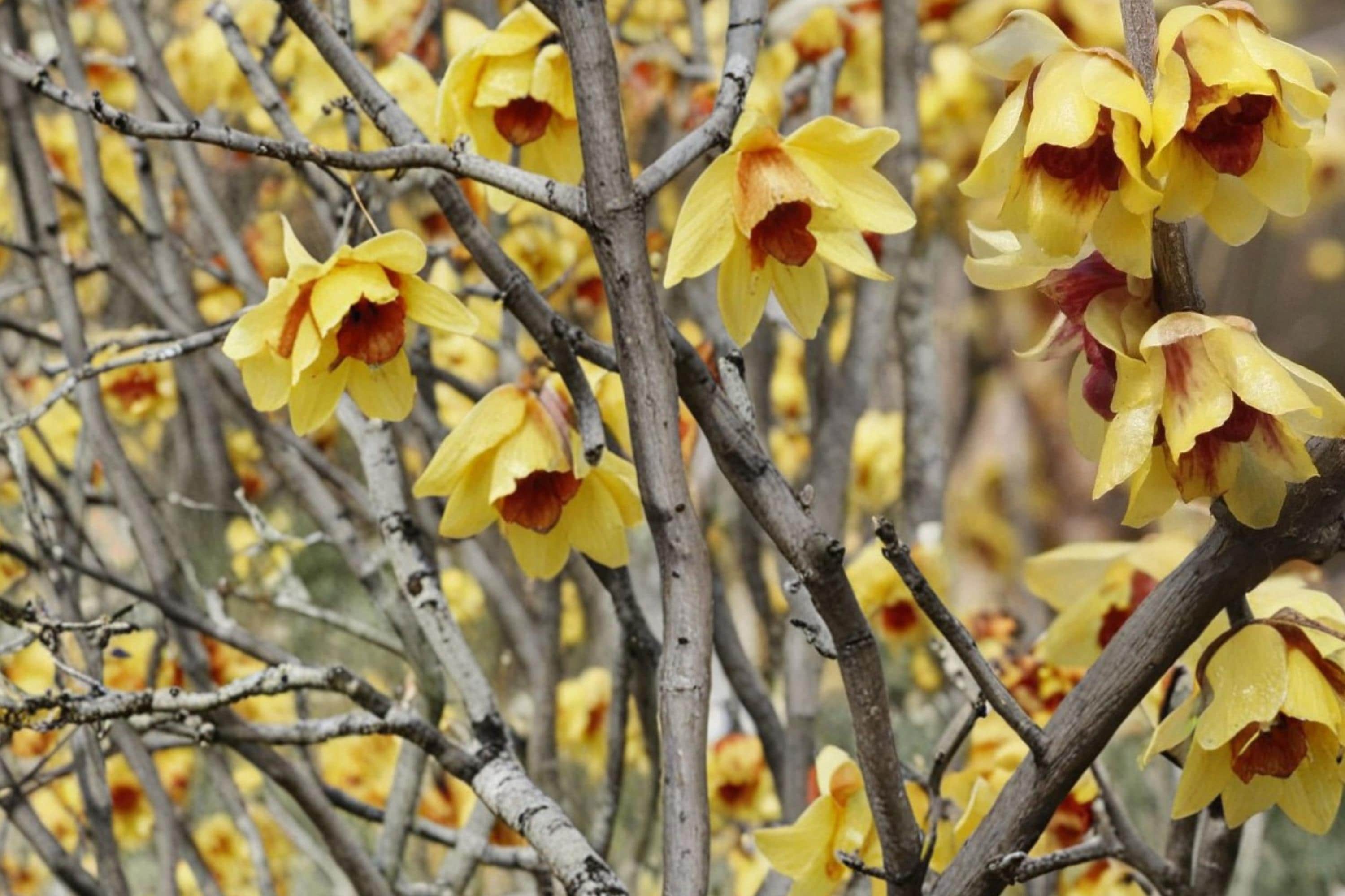 Wintersweet Seeds – Chimonanthus praecox Fragrant Shrub for Garden, 30 Seeds, Yellow Blooms, Ornamental Deciduous Plant