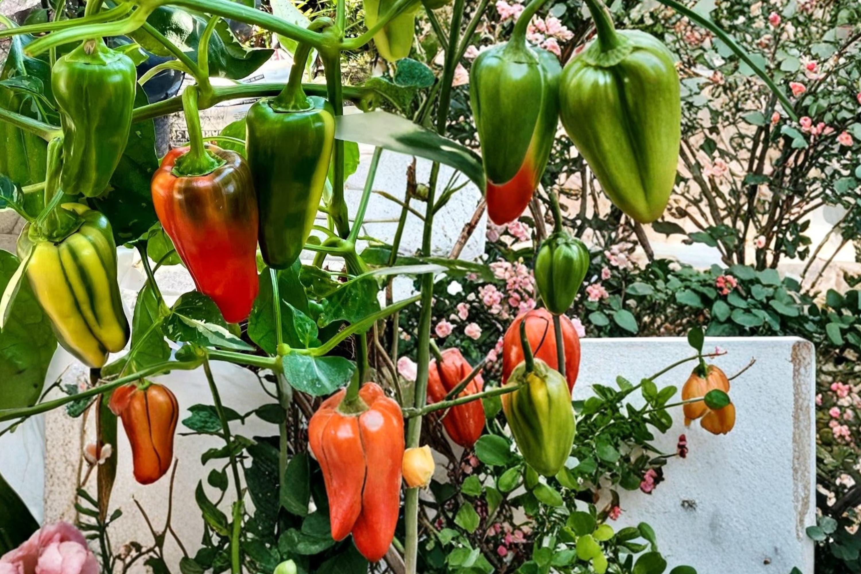 Candy Cane Cherry Pepper Seeds – Capsicum annuum, Variegated Foliage, Striped Fruit, Edible, Ornamental, Container & Garden Plant
