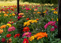 Cactus Flowered Zinnia Seeds Spring Mix, Colorful Drought Tolerant Flower Seeds for Garden Planting, Unique Petal Cut Flower Variet
