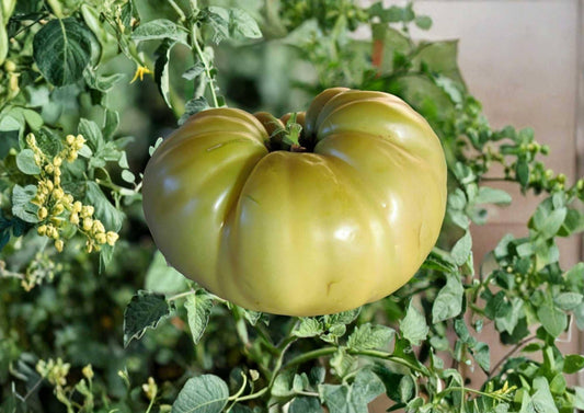 Great White Tomato Seeds, Heirloom Non-GMO, Rare Beefsteak, Large Pale Cream White, Sweet Mild, Garden Planting, Fast Growing