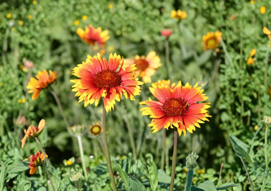 Indian Blanket Flower Seeds, Gaillardia Perennial, Red Yellow Blooms, Drought Tolerant Wildflower Seeds for Garden Planting
