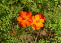 100+ Bright Lights Sulphur Cosmos Seeds – Non-GMO Flower Seeds for Garden, Orange Yellow Blooms, Pollinator Friendly, Butterfly & Hummingbird Attractant