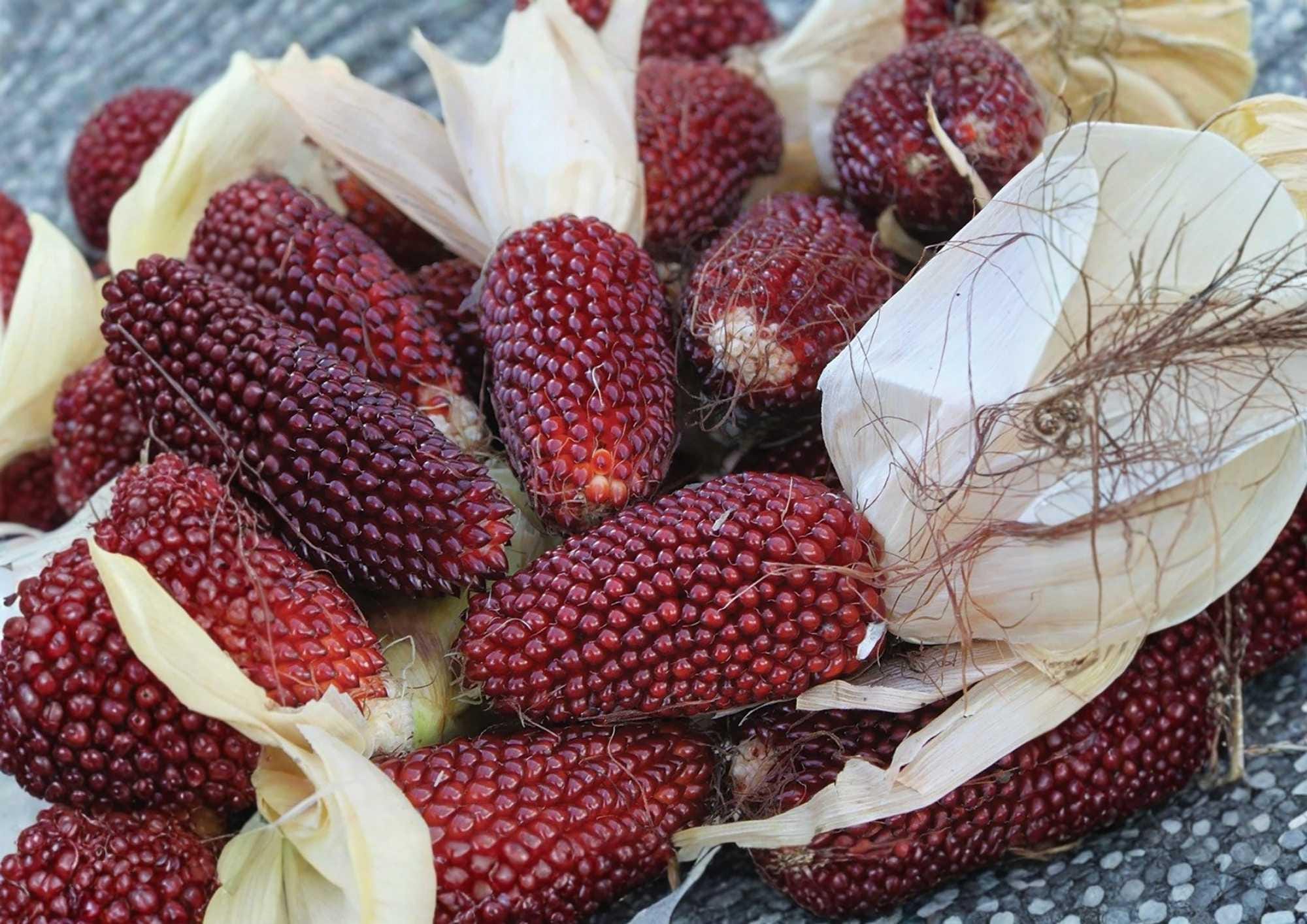 30+ Strawberry Ruby Corn Seeds – Heirloom Organic Rare Popcorn Seeds for Garden Planting, Deep Red Sweet Kernels, Edible Decorative Variety