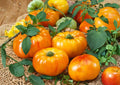 Yellow Brandywine Tomato Seeds – Heirloom Non-GMO Beefsteak Tomato Seeds for Garden Planting, Large Golden Fruits, Rich Sweet Flavor