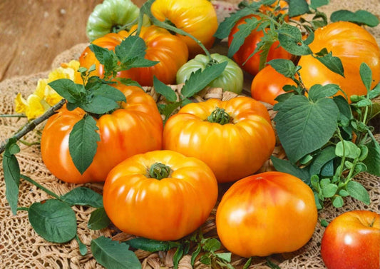 Yellow Brandywine Tomato Seeds – Heirloom Non-GMO Beefsteak Tomato Seeds for Garden Planting, Large Golden Fruits, Rich Sweet Flavor