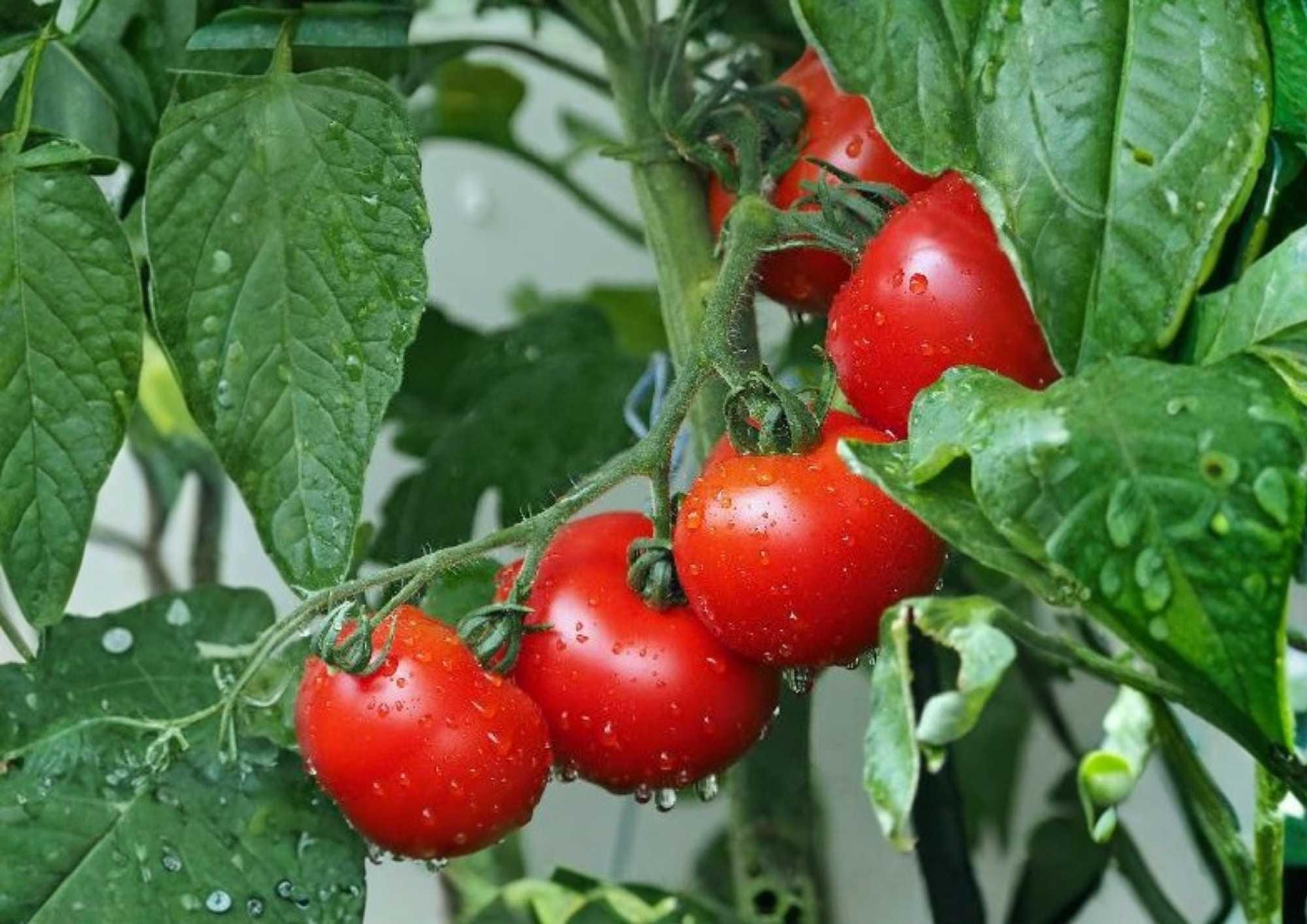 30+ Early Cascade Tomato Seeds – Heirloom, Non-GMO, Cold Hardy, High Yield, Red Vegetable Seeds for Garden Planting