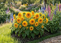 Double Dwarf Sunflower Seeds, Teddy Bear Sungold Heirloom Flower Seeds, Bright Yellow Compact Garden Planting
