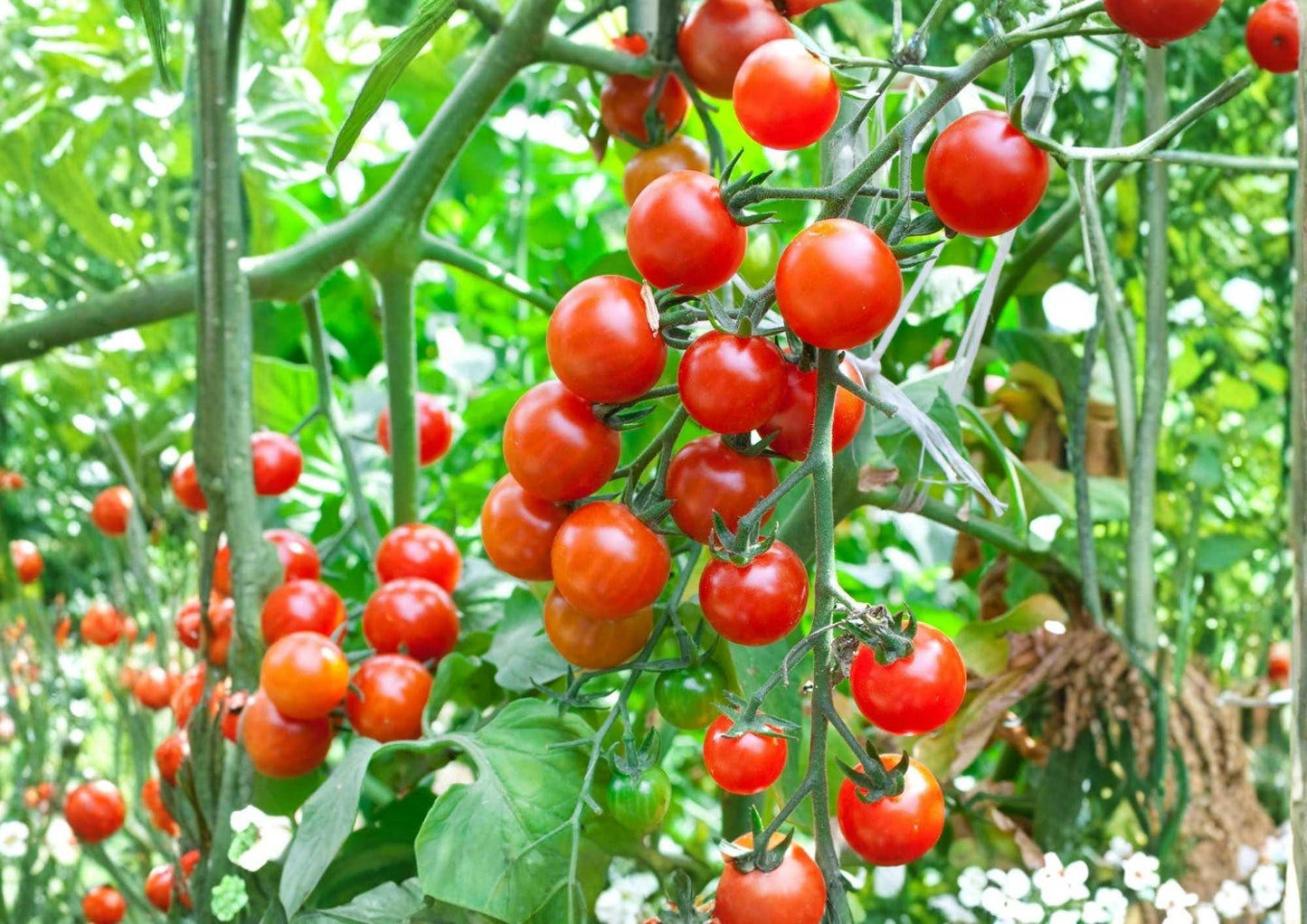 Moneymaker Tomato Seeds – Heirloom Non-GMO Vegetable Seeds for Garden, High Yield Red Tomatoes, Classic Garden Variety