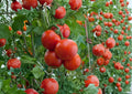 10+ Ace 55 Tomato Seeds – Heirloom Non-GMO Vegetable Seeds for Garden Planting, Red Medium-Size, Low Acid, Reliable Garden Variety