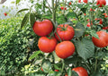 Homestead Tomato Seeds, Heirloom Non-GMO Vegetable Seeds for Garden, Drought-Resistant Red Tomatoes, Medium-Large Variety