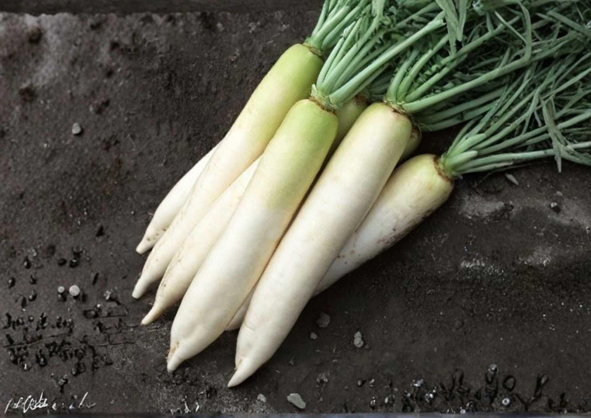 White Icicle Radish Seeds – 300+ Organic Heirloom Non-GMO Long White Radish for Garden Planting, Mild Crisp Flavor, Fast Growing Vegetable Seeds