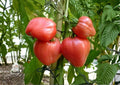 Anna Russian Tomato Seeds – 30+ Heirloom Non-GMO Pink Heart-Shaped Tomato Seeds for Garden Planting, Sweet Rich Flavor, Easy to Grow