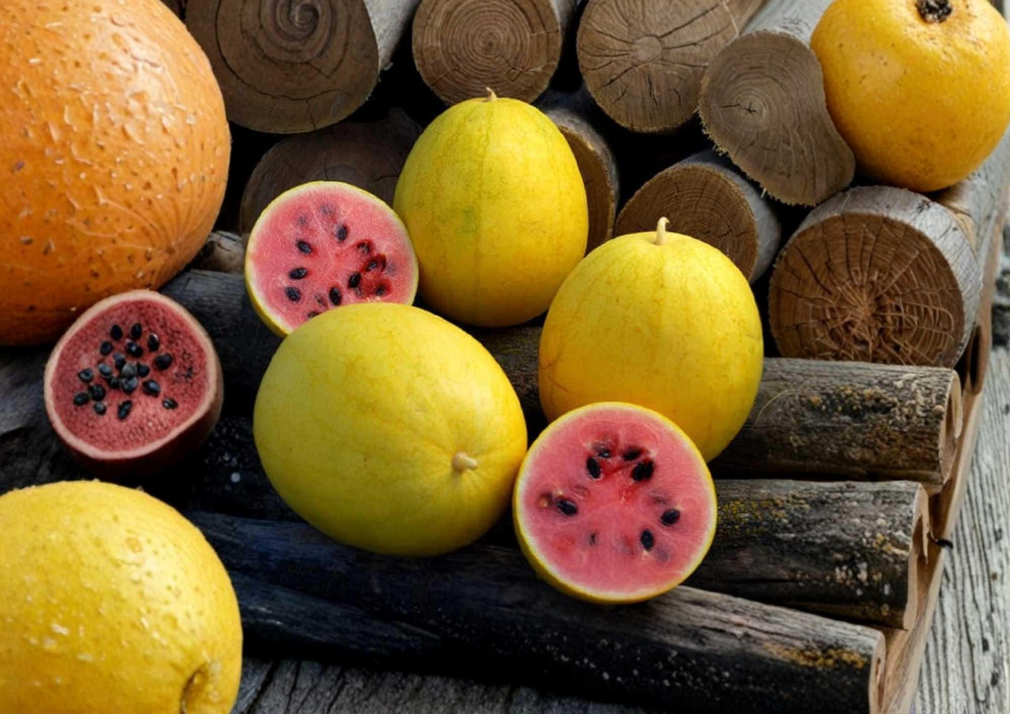 12 Golden Midget Watermelon Seeds – Heirloom Organic Non-GMO Mini Yellow Skin Watermelon Fruit Seeds for Garden Planting