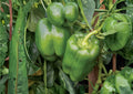 30+ Emerald Giant Bell Pepper Seeds – Heirloom Non-GMO Sweet Pepper Seeds for Garden, Large Green to Red, Thick Wall, High Yield, New Harvest