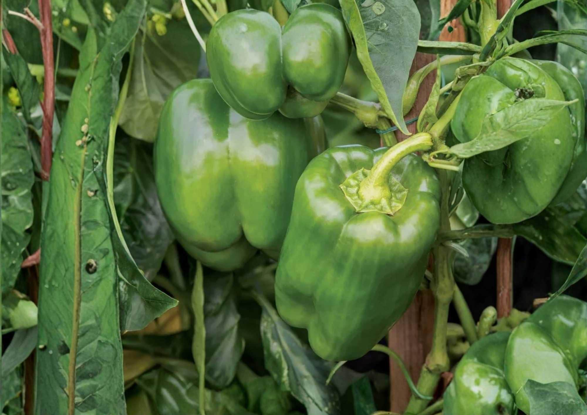 30+ Emerald Giant Bell Pepper Seeds – Heirloom Non-GMO Sweet Pepper Seeds for Garden, Large Green to Red, Thick Wall, High Yield, New Harvest