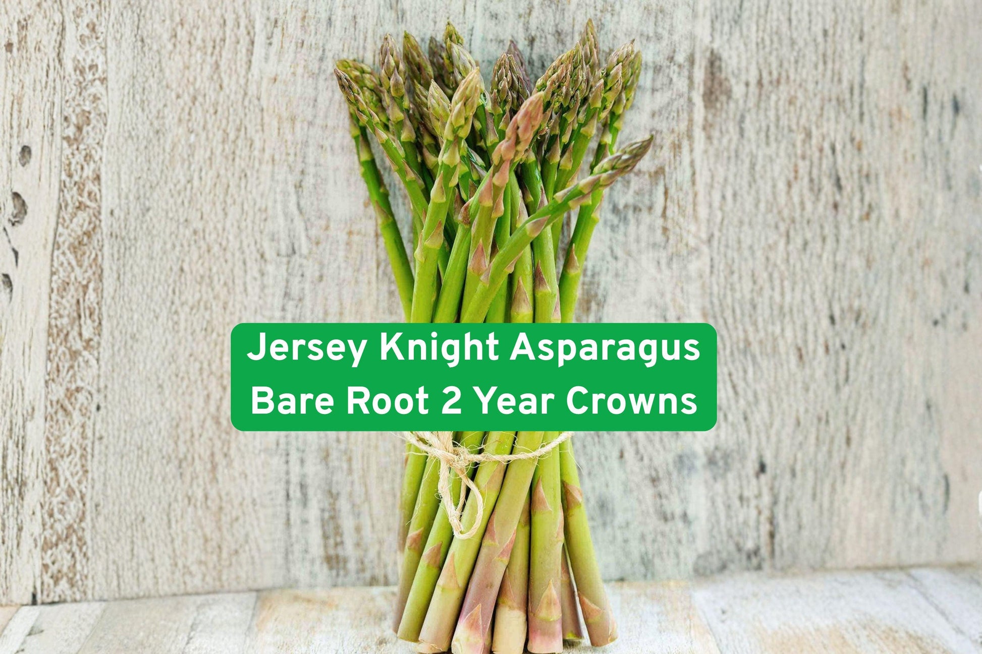 Jersey Knight Asparagus Bare Root Crowns – 2-Year-Old Perennial Vegetable, High-Yield, Disease-Resistant, Green Spears