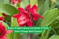 Black Knight Canna Lily Bulbs 5 Pack | Dark Foliage Red Flowers | Tropical Garden, Borders, Containers | Canna indica