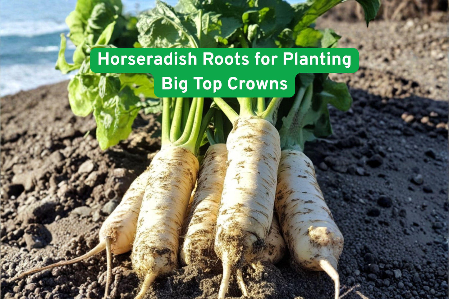 Horseradish Roots for Planting | Big Top Crowns | Armoracia rusticana | Edible Garden, Perennial Vegetable