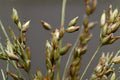 Fowl Bluegrass Seeds (Poa palustris) – Native Wetland Grass for Restoration, Erosion Control & Wildlife Habitats