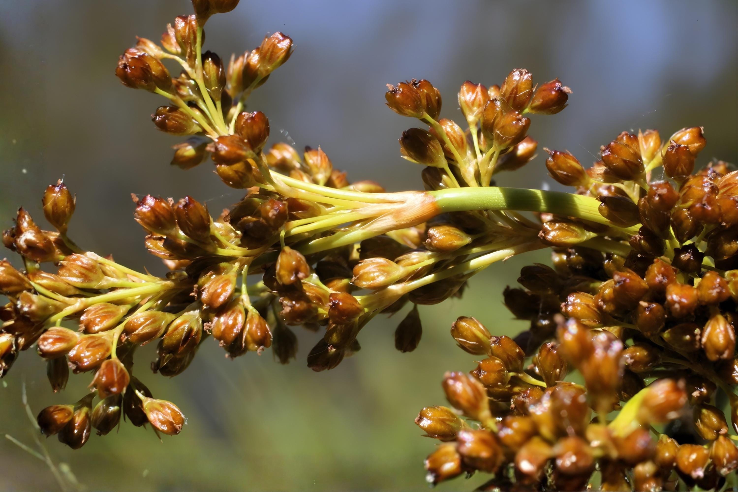 Soft Rush Seeds | Juncus effusus Wetland Plant for Erosion Control & Habitat Restoration, Moist Soil Landscaping