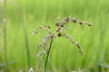 Smooth Panicgrass Seeds - Native Panicum dichotomiflorum for Erosion Control, Wetlands & Prairie Restoration, 100 Seeds