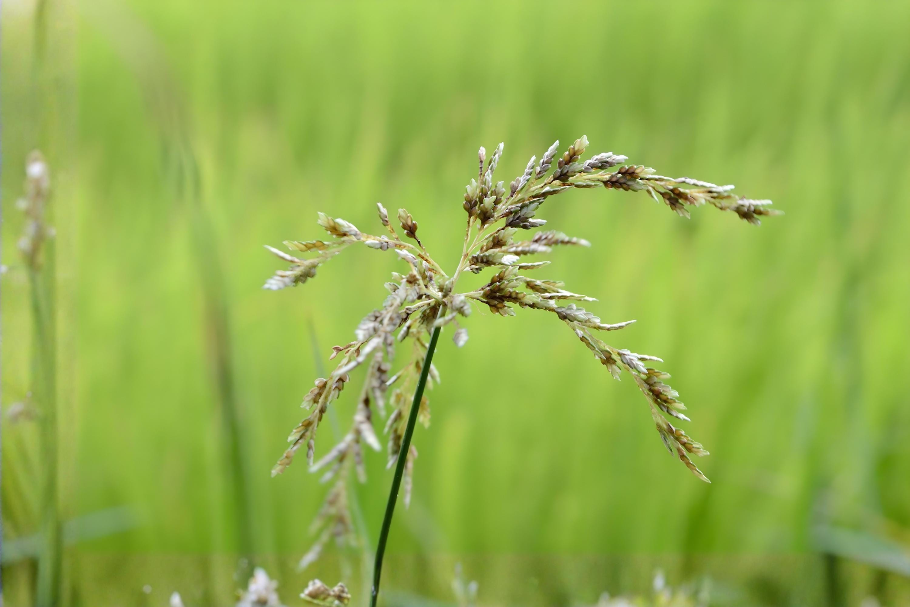 Smooth Panicgrass Seeds - Native Panicum dichotomiflorum for Erosion Control, Wetlands & Prairie Restoration, 100 Seeds
