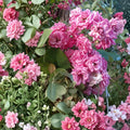 French Climbing Rose Cuttings, 4 Unrooted Stems, Rosa spp., Ornamental Vining Plant for Trellises and Fences