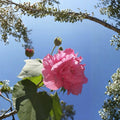 Hibiscus mutabilis Confederate Rose Cuttings – Color-Changing Blooms, Unrooted Stems for Ornamental Garden Shrub