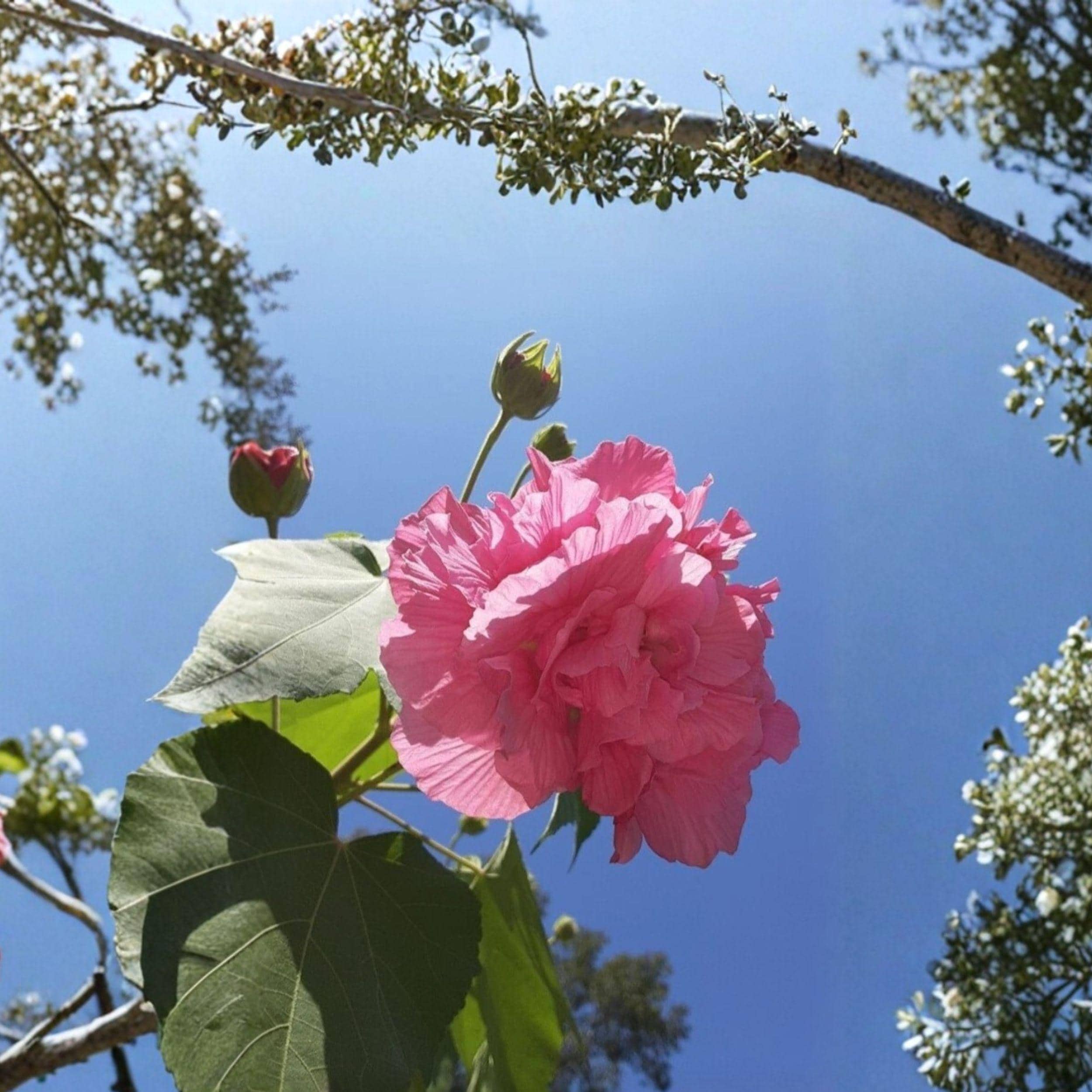 Hibiscus mutabilis Confederate Rose Cuttings – Color-Changing Blooms, Unrooted Stems for Ornamental Garden Shrub