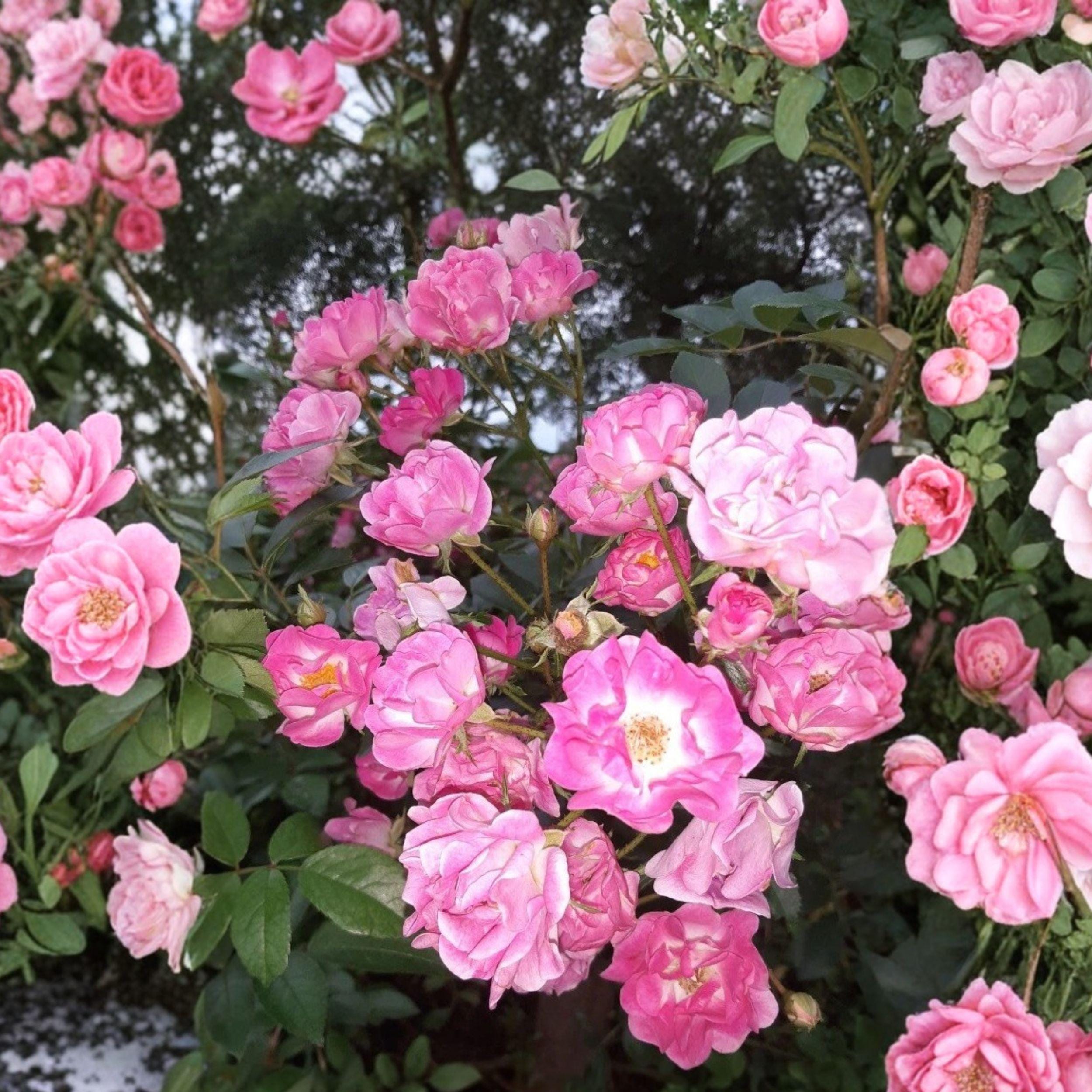 Pink Rose Cuttings - Rosa ‘Madame Norbert Levavasseur’ Unrooted Stems for Propagation, Garden Shrub, Ornamental Flowering Plant