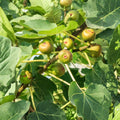 Celeste Fig Tree Plant, Ficus Carica, Compact Fruit Tree for Garden or Container Growing