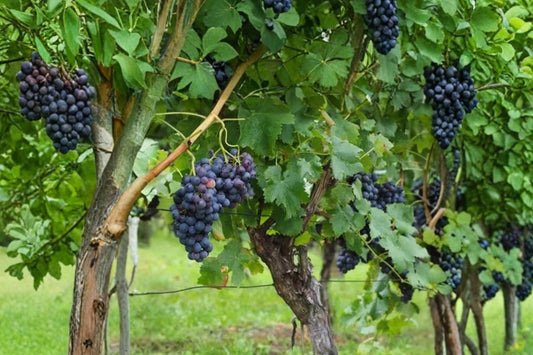 Grape Vine Seeds 50+ Vitis vinifera Climbing Plant for Garden or Bonsai Growth