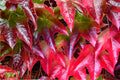 Boston Ivy Seeds (Parthenocissus tricuspidata) - Climbing Vine, Ornamental Foliage, Fast-Growing, Low Maintenance