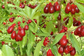 Cornus mas Seeds – Fruit Shrub, Small Tree, Edible Red Fruit, Ornamental Landscape Plant