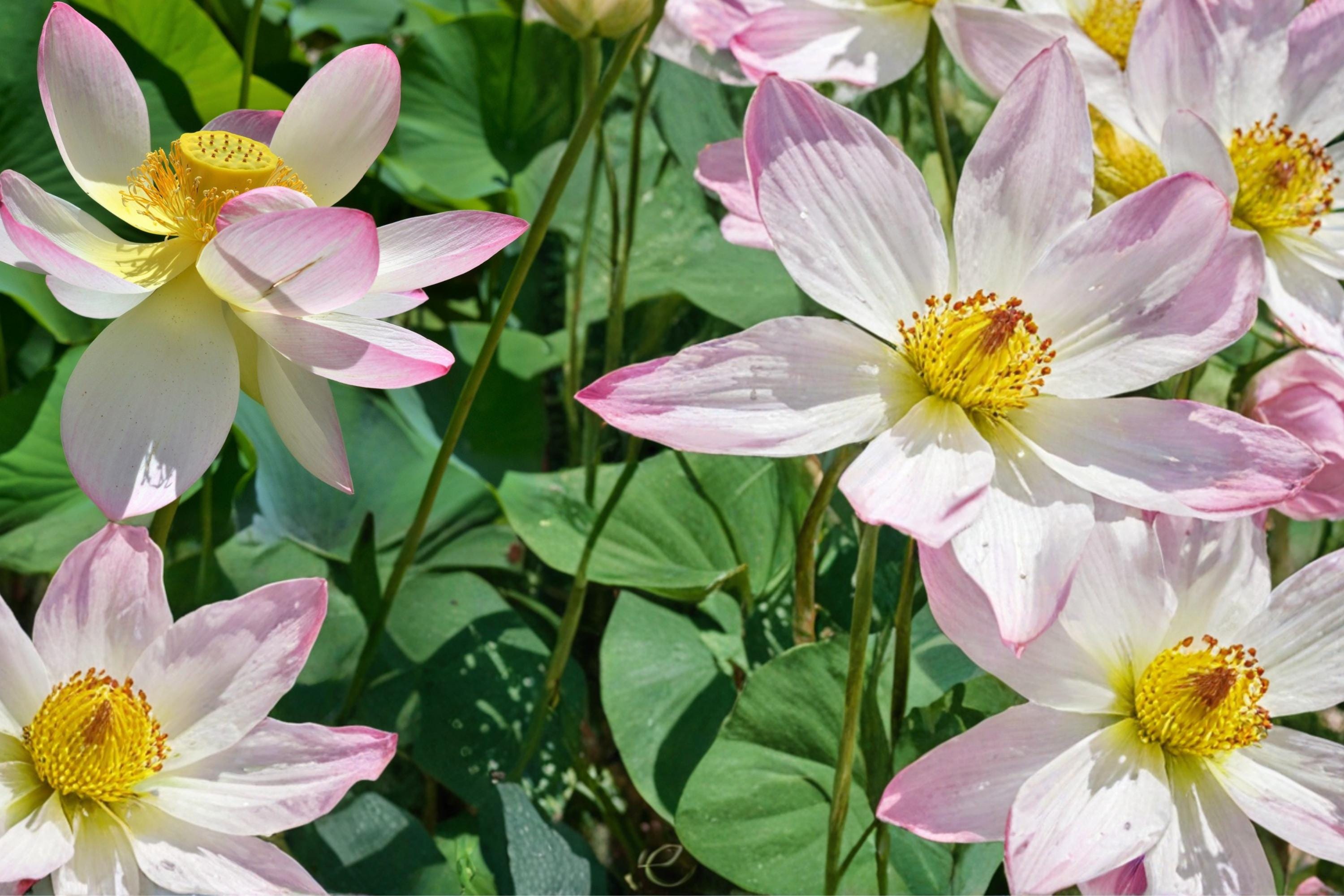 Sacred Lotus Seeds – Nelumbo nucifera Aquatic Plant for Ponds & Water Gardens, Large Showy Flowers, 10 Seeds
