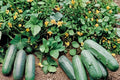 Eureka Cucumber Seeds – Cucumis sativus, Hybrid Vining Vegetable for Pickling & Slicing, Dark Green, Crisp Fruit