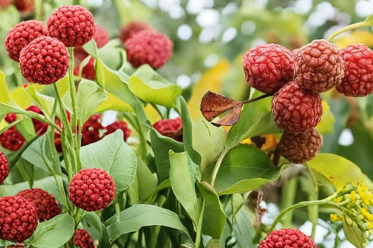 Mandarin Melon Tree Seeds, Maclura tricuspidata, Deciduous Fruit Tree, Exotic Edible Landscape, 10 Seeds