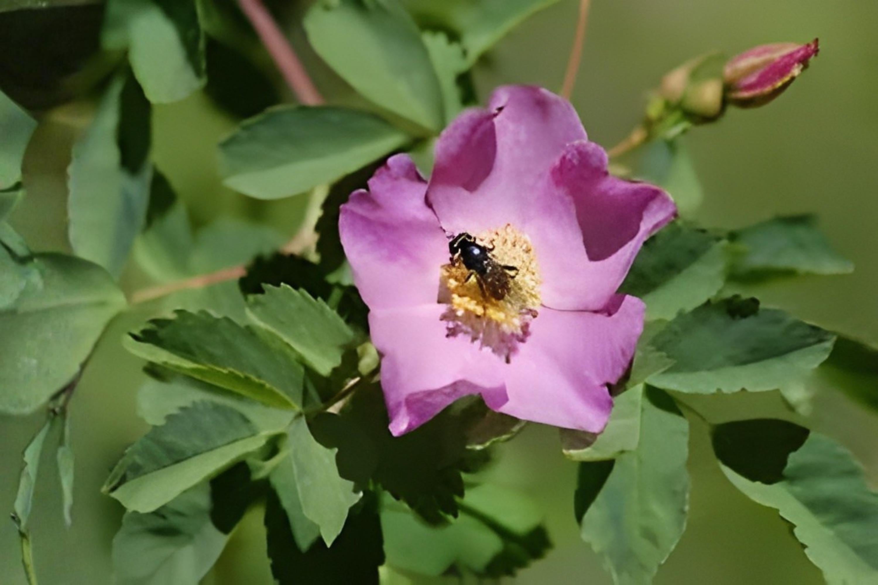 Woods’ Rose Seeds (25) | Native Wild Rose Rosa woodsii for Hedges, Wildlife, Pollinator Gardens