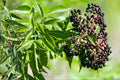 American Elderberry Seeds (Sambucus canadensis) – Native Shrub for Edible Gardens & Wildlife Habitat