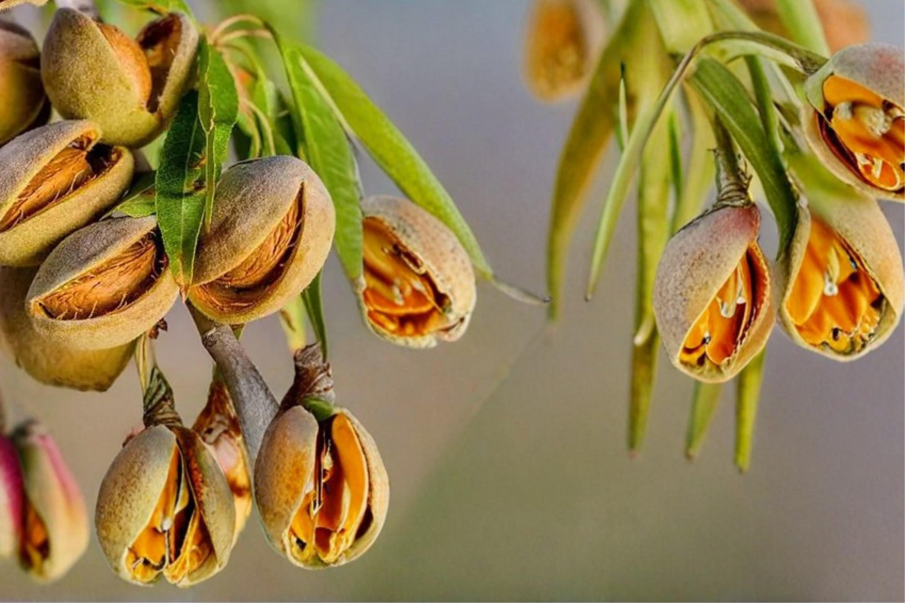 Almond Tree Seeds – Prunus dulcis – Nut Tree with White to Pink Blossoms – Edible Kernels, Deciduous Fruit Tree, Garden Plant