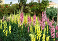 Russell Lupine Seeds 50+ Pack, Mixed Colors, Perennial Flower Seeds for Garden, Pollinator Friendly, Non-GMO, Tall Colorful Spikes