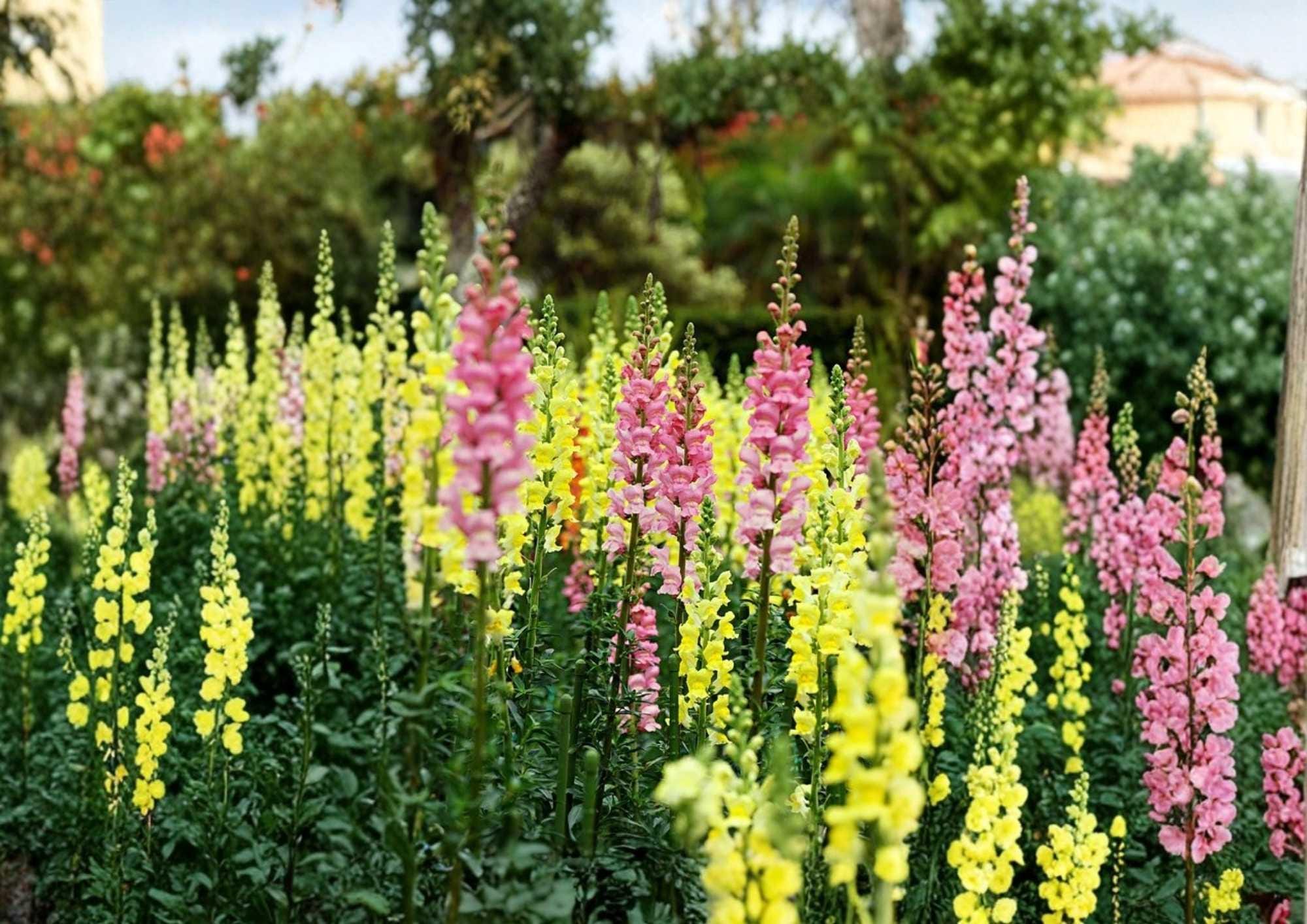 Russell Lupine Seeds 50+ Pack, Mixed Colors, Perennial Flower Seeds for Garden, Pollinator Friendly, Non-GMO, Tall Colorful Spikes