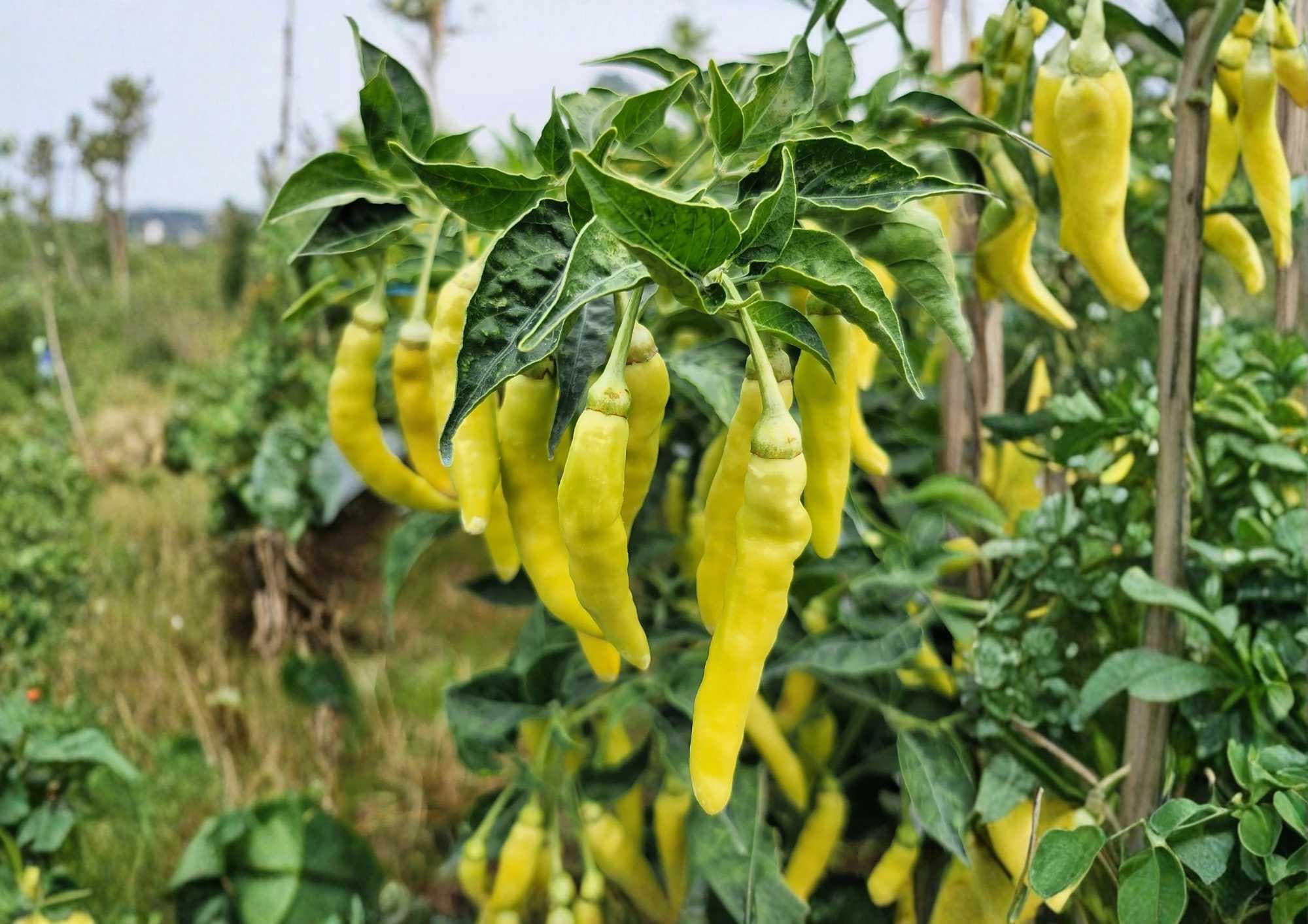Golden Cayenne Pepper Seeds, Heirloom Non-GMO Hot Chili Seeds, 50+ Seeds, High Heat 30,000–50,000 Scoville, Garden Planting, Yellow Cayenne
