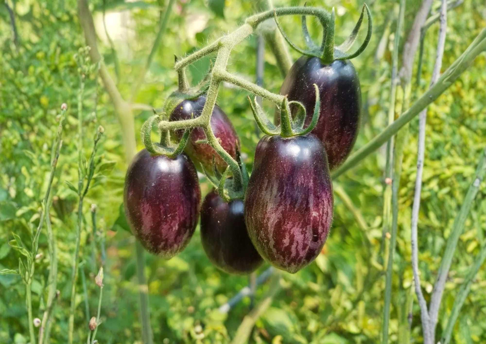 Brad’s Atomic Grape Tomato Seeds – Rare Heirloom Cherry Seeds for Garden, Colorful, Sweet, High Yield, Vegetable Seeds