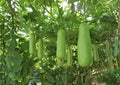 Calabash Bottle Gourd Seeds, Heirloom Chinese Lauki Opo Squash, Long Green Edible Gourd, Garden Planting, Fast Shipping