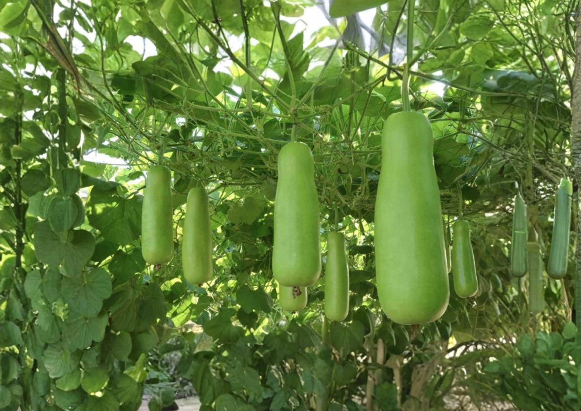 Calabash Bottle Gourd Seeds, Heirloom Chinese Lauki Opo Squash, Long Green Edible Gourd, Garden Planting, Fast Shipping