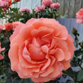 Rosa Floribunda Coral Rose Cuttings – 4 Unrooted Stems for Garden, Landscape, Containers – Rosa floribunda