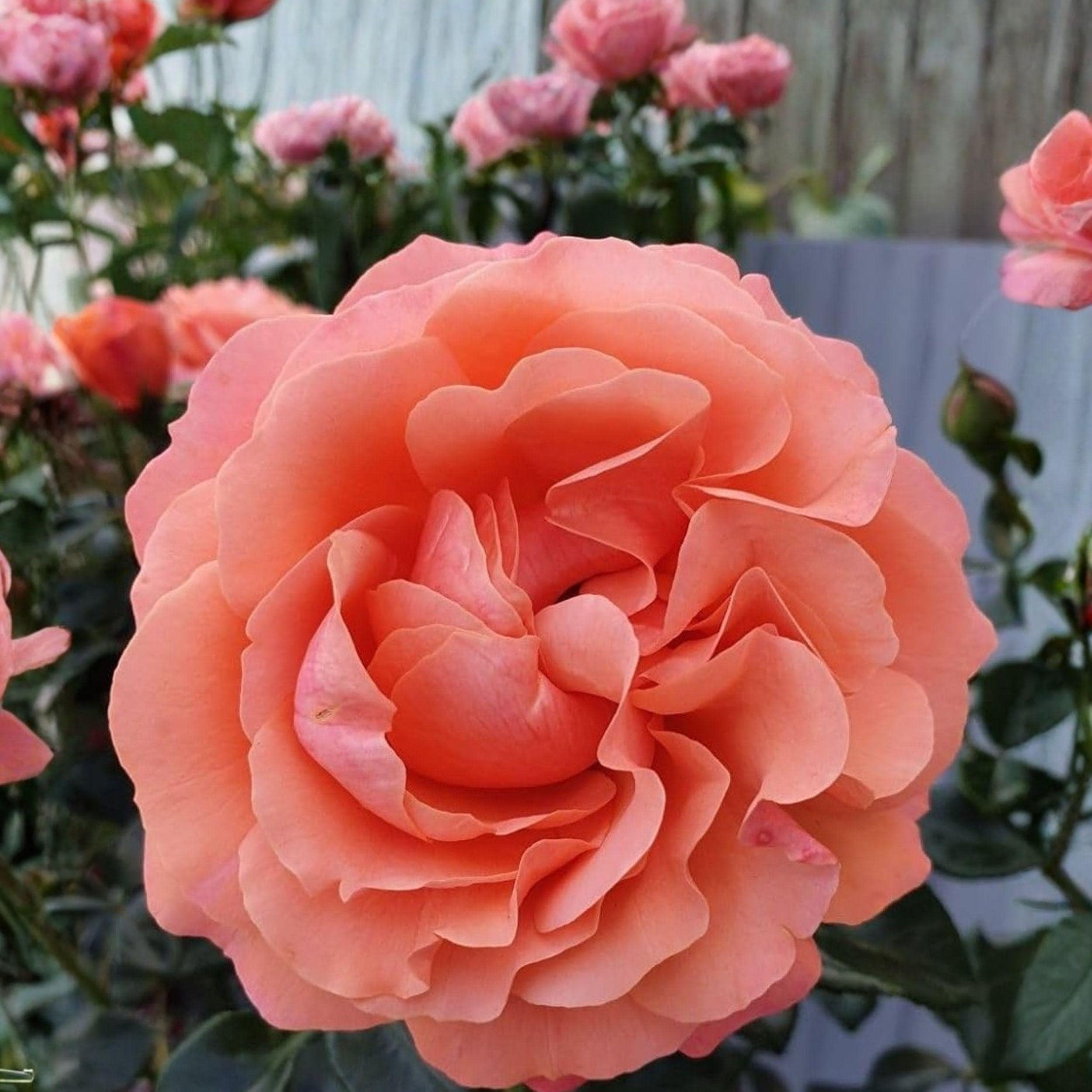 Rosa Floribunda Coral Rose Cuttings – 4 Unrooted Stems for Garden, Landscape, Containers – Rosa floribunda