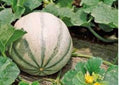 Charentais Melon Seeds, Organic Heirloom Cantaloupe, French Melon, Sweet Orange Flesh, Aromatic Fruit, Garden Planting, 25+ Seeds