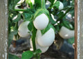 200+ White Egg Eggplant Seeds – Heirloom Organic Non-GMO Rare Vegetable Seeds for Garden Planting, Small White Oval Eggplants